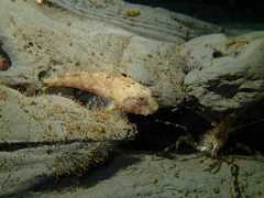 Artedius harringtoni