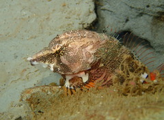 Rhamphocottus richardsonii
