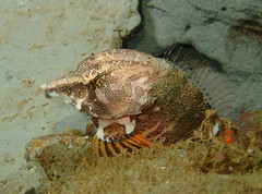 Rhamphocottus richardsonii