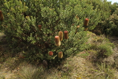 Banksia praemorsa