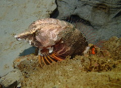 Rhamphocottus richardsonii