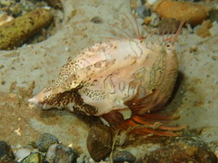 Rhamphocottus richardsonii