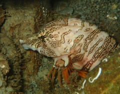 Rhamphocottus richardsonii