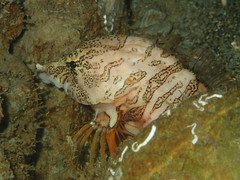 Rhamphocottus richardsonii