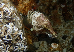 Rhamphocottus richardsonii