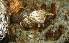 Rhamphocottus richardsonii