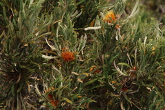 Banksia formosa