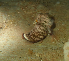 Rhamphocottus richardsonii