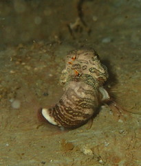 Rhamphocottus richardsonii