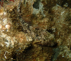 Artedius harringtoni