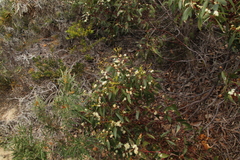 Eucalyptus marginata