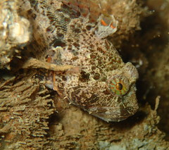 Artedius harringtoni