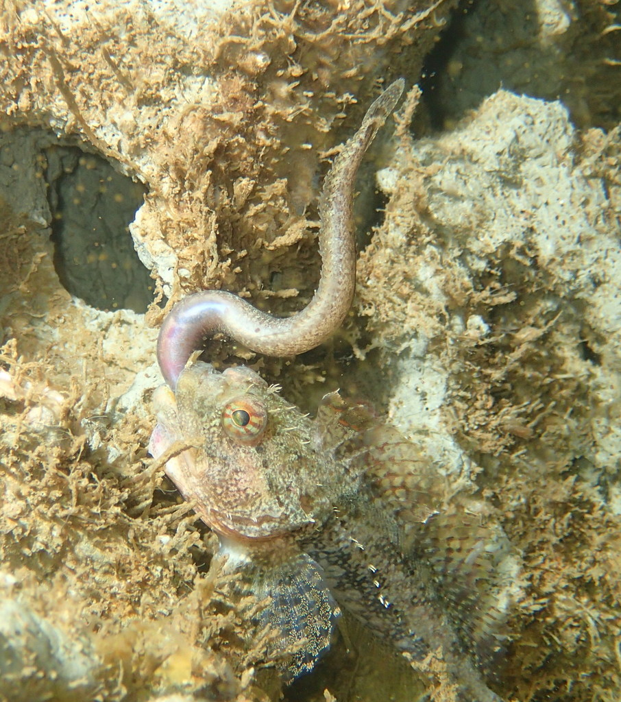 Plumose sculpin (Artedius harringtoni) — Cottidae