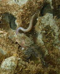 Artedius harringtoni