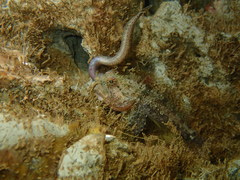 Artedius harringtoni