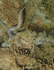 Artedius harringtoni