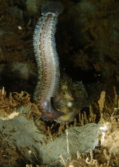 Artedius harringtoni