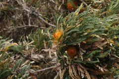 Banksia formosa