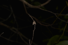 Philobota transversella