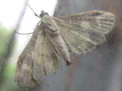 Eurrhyparodes bracteolalis