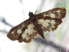 Eurrhyparodes bracteolalis