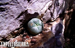 Lophophora williamsii