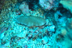 Lobactis scutaria
