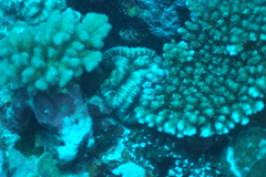 Acanthastrea pachysepta