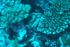 Acanthastrea pachysepta