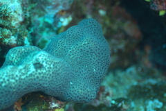 Leptastrea