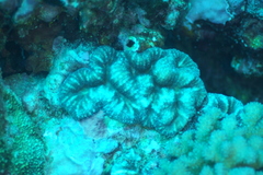 Acanthastrea pachysepta