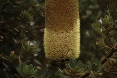 Banksia praemorsa