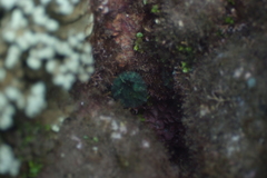 Discosoma nummiforme