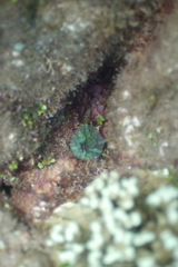 Discosoma nummiforme