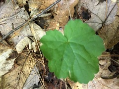 Tiarella stolonifera