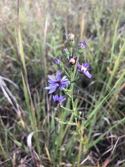 Symphyotrichum laeve concinnum