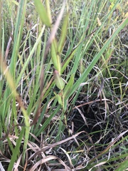 Symphyotrichum laeve concinnum