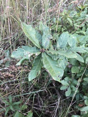 Quercus sinuata sinuata