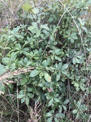 Quercus sinuata sinuata