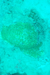 Acanthastrea