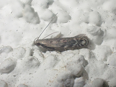 Battaristis concinnusella