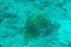 Acanthastrea