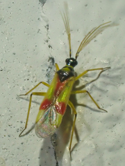 Tupiocoris californicus