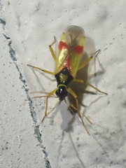 Tupiocoris californicus