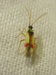 Tupiocoris californicus