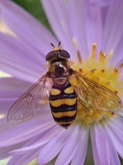 Eupeodes latifasciatus