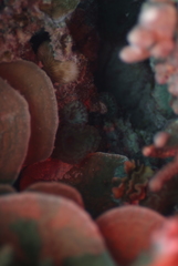 Discosoma nummiforme