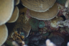 Discosoma nummiforme