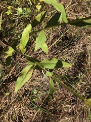 Silphium asteriscus latifolium