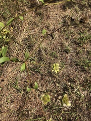 Silphium asteriscus latifolium